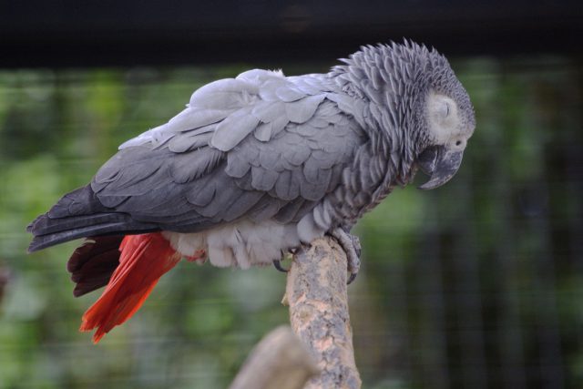 Papagaio do Congo