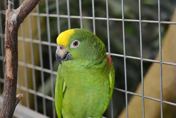 Papagaio na Gaiola 