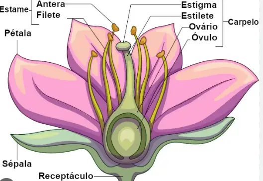 Partes da Flor