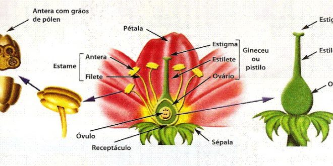 Ovário nas Plantas: Reprodução Vital | Mundo Ecologia