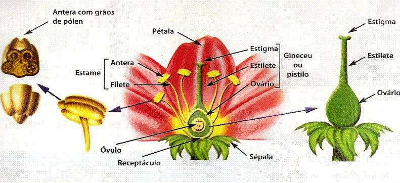 Partes da Flor