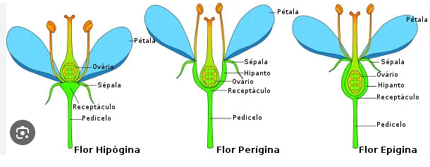 Partes da Flor 