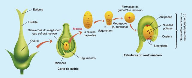 Partes da Planta