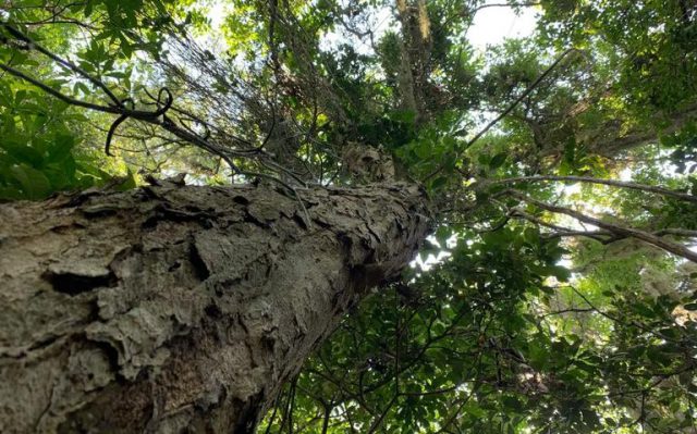 Pau Brasil na Natureza