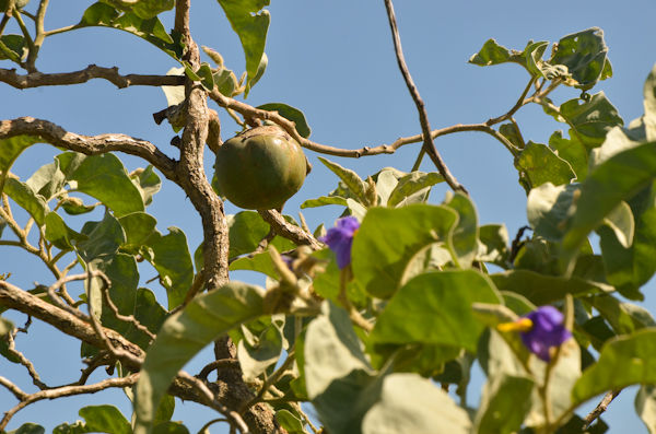 Pé da Lobeira com Frutos