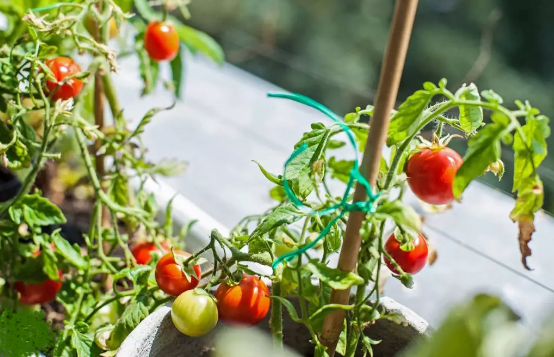 Pequenos Tomates em Vasos