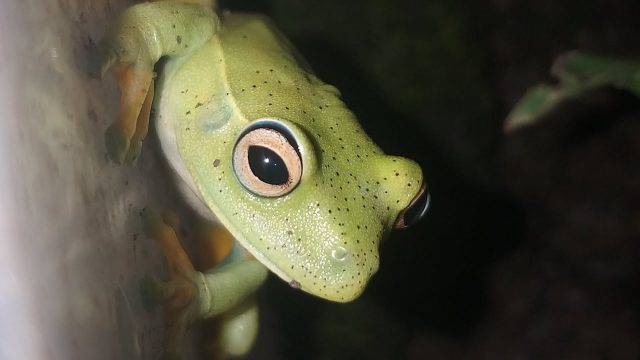 Perereca Araponga na Natureza