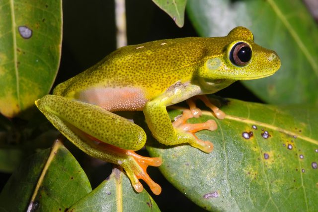 Perereca Araponga na Natureza