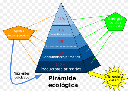 Pirâmede Ecológica 