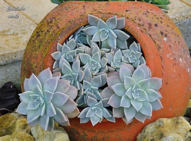 Planta Fantasma em Vaso