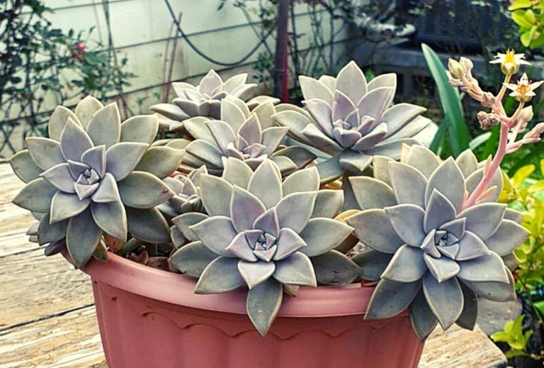Planta Fantasma no Vaso