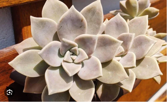Planta Fantasma