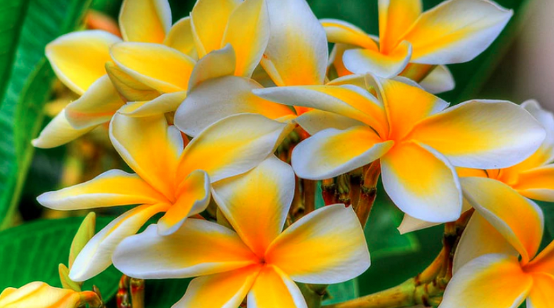 Plumeria Branca e Laranja