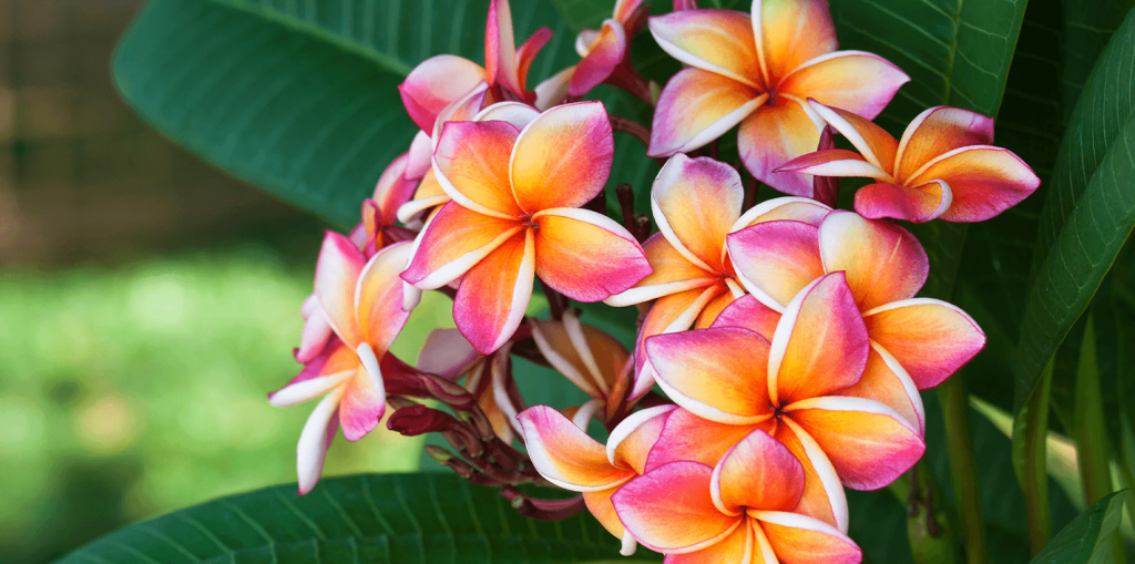 Plumeria Multicolorida