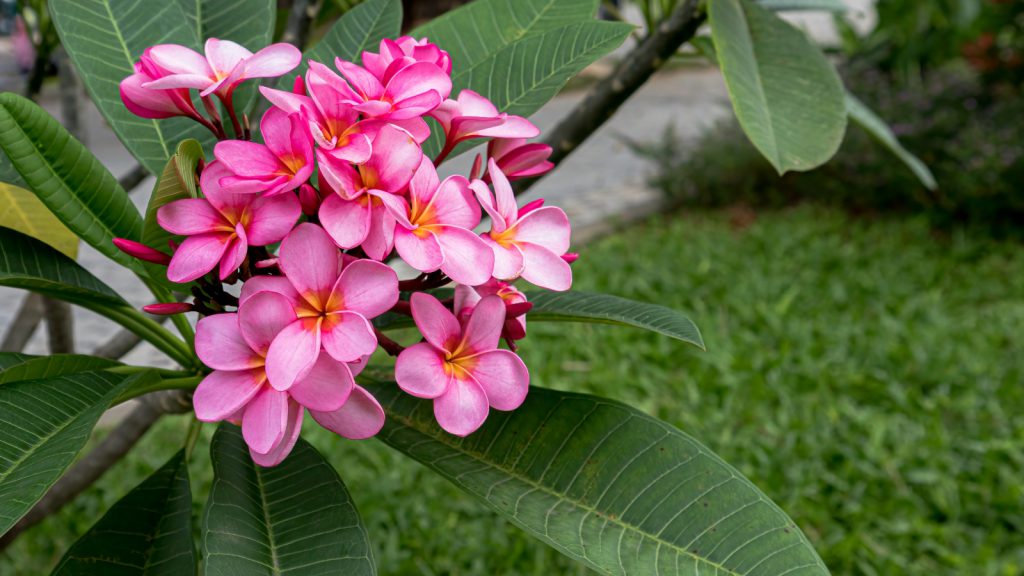 Plumeria Rosa