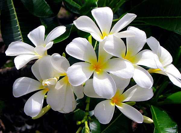 Plumeria na Natureza