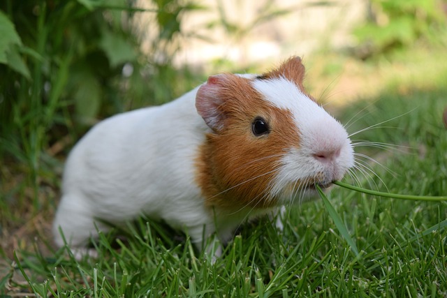 Cavy comiendo hierba