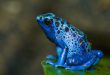 Rã Flecha Azul: Habitat, Veneno e Curiosidades em 2026 | Mundo Ecologia