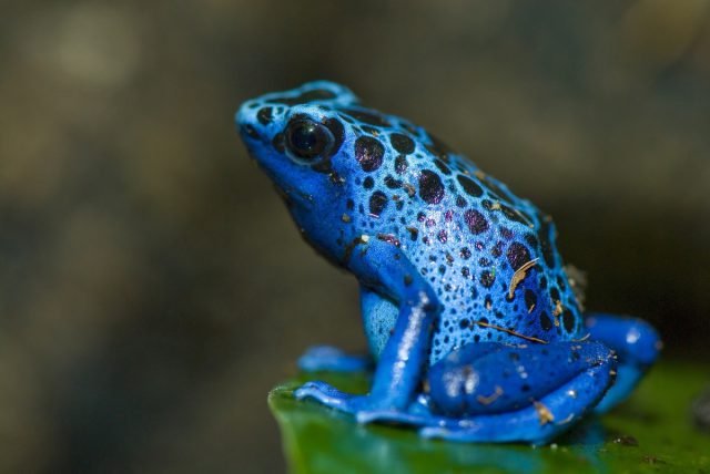 Rã Flecha Azul Visto de Perto