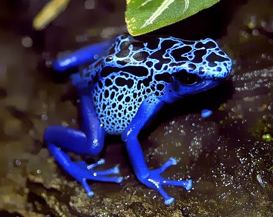 Rã Flecha Azul a Noite