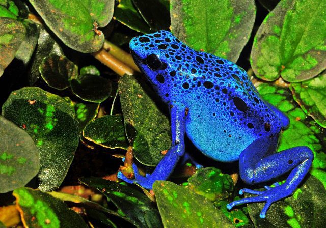 Rã Flecha Azul na Natureza