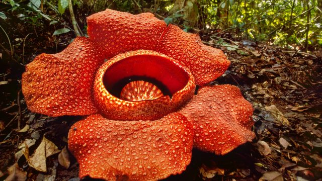Rafflesia Arnoldii na Natureza 