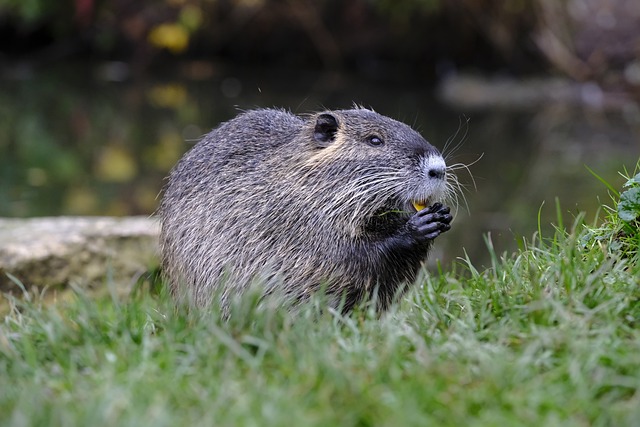 Rato Almiscarado Comendo na Natureza