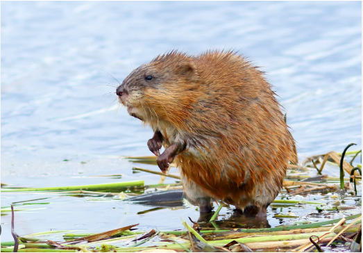 Rata almizclera cerca del río
