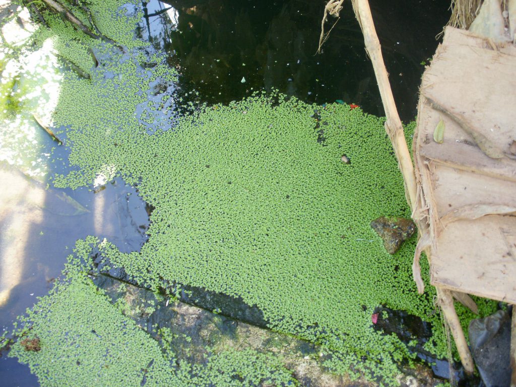 Rio com Lodo Verde