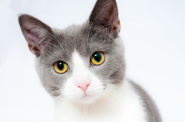 Gatos e Fogos: Cuidados Durante Eventos