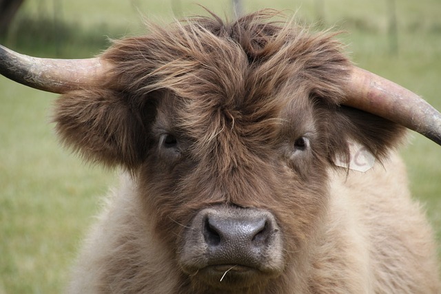 Rosto da Vaca Peluda 