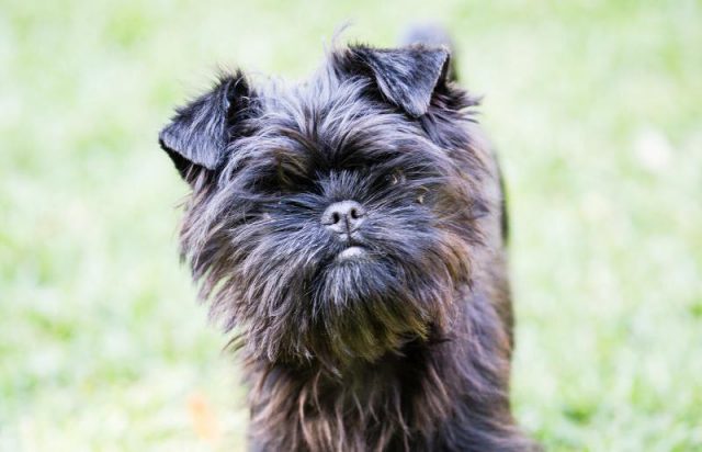 Rosto do Affenpinscher