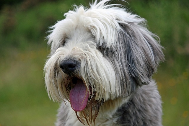 Rosto do Bearded Collie