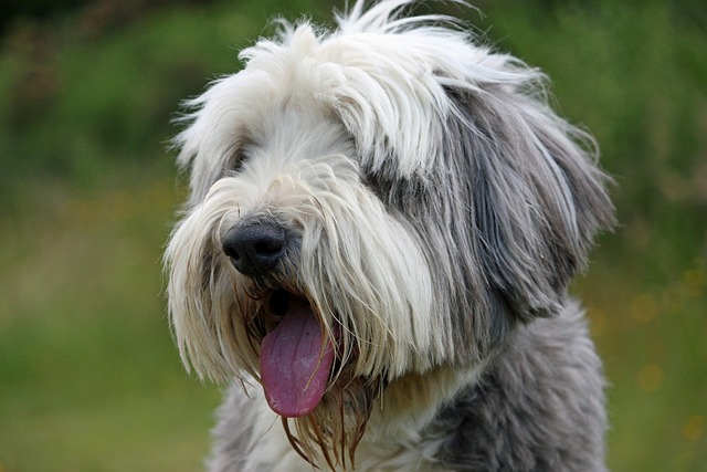 Rosto do Bearded Collie 