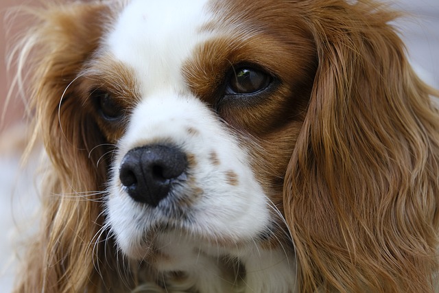 Cavalier: Adestramento Positivo