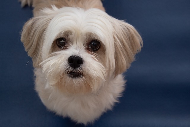 Cara de Lhasa Apso