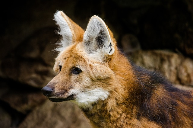 Rosto do Lobo-Guará