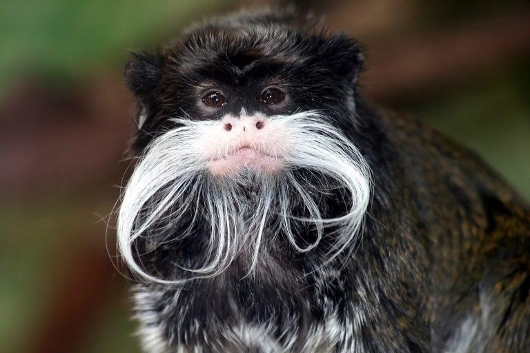 Sagui-Bigodeiro Visto de Perto