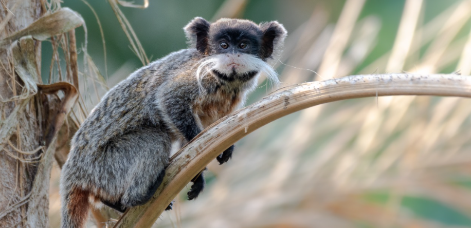 Sagui Bigodeiro em Galho de Árvore