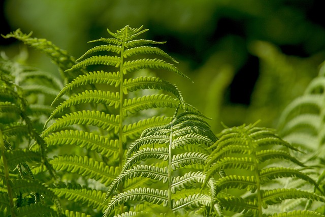 helecho verde