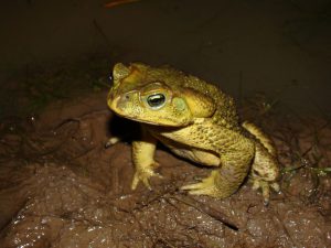 Ciclo de Vida do Sapo-Cururu: Exploração | Mundo Ecologia