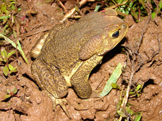 Ciclo de Vida do Sapo-Cururu: Exploração