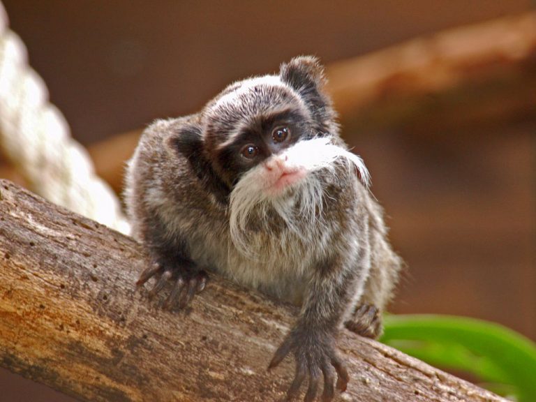 Sagui de Bigode Olhando Para Câmera