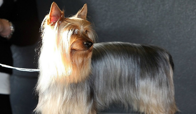 Silky Terrier Olhando Para o Lado