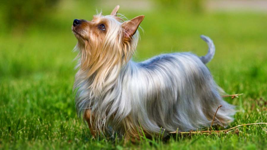 Silky Terrier Olhando para Cima