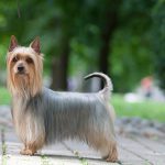 Silky Terrier Passeando