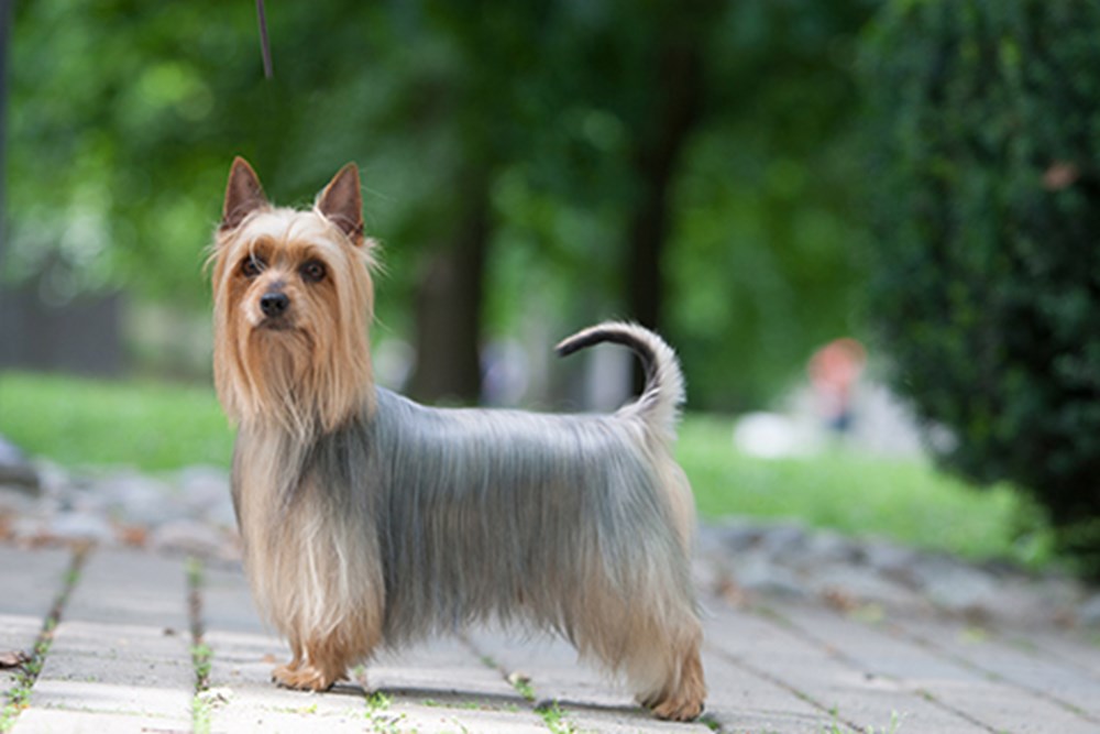 Terrier sedoso caminando