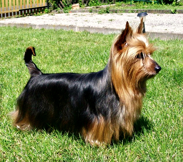 Terrier sedoso en el césped