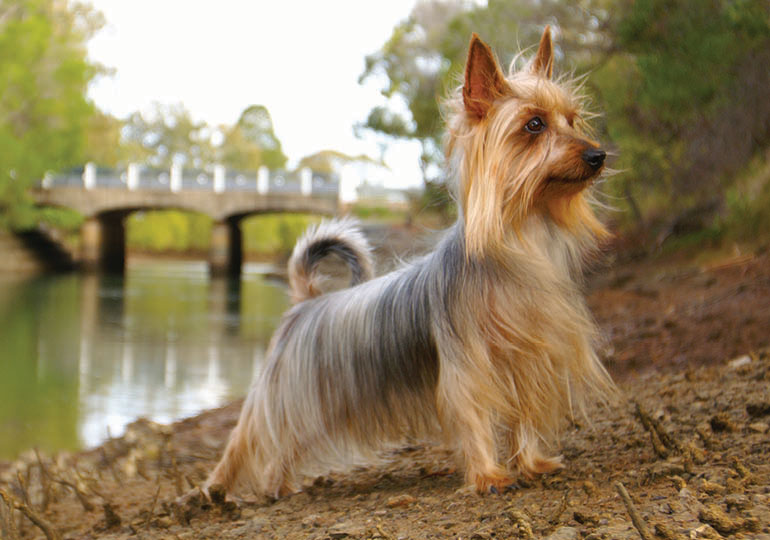 Silky Terrier no Parque