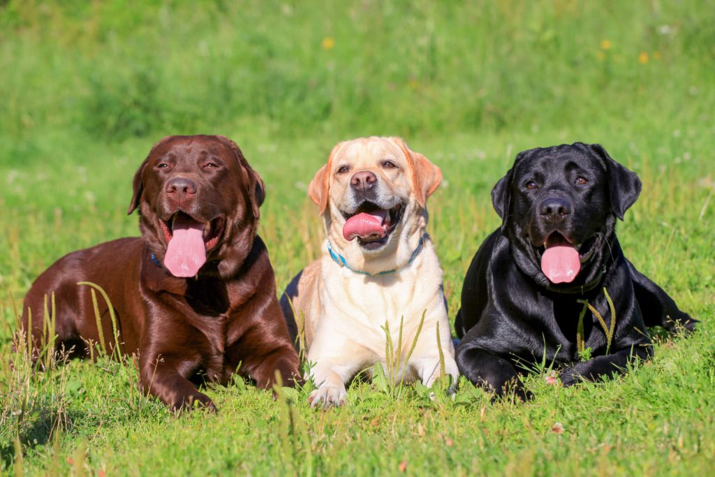 Três Cachorros de Grande Porte